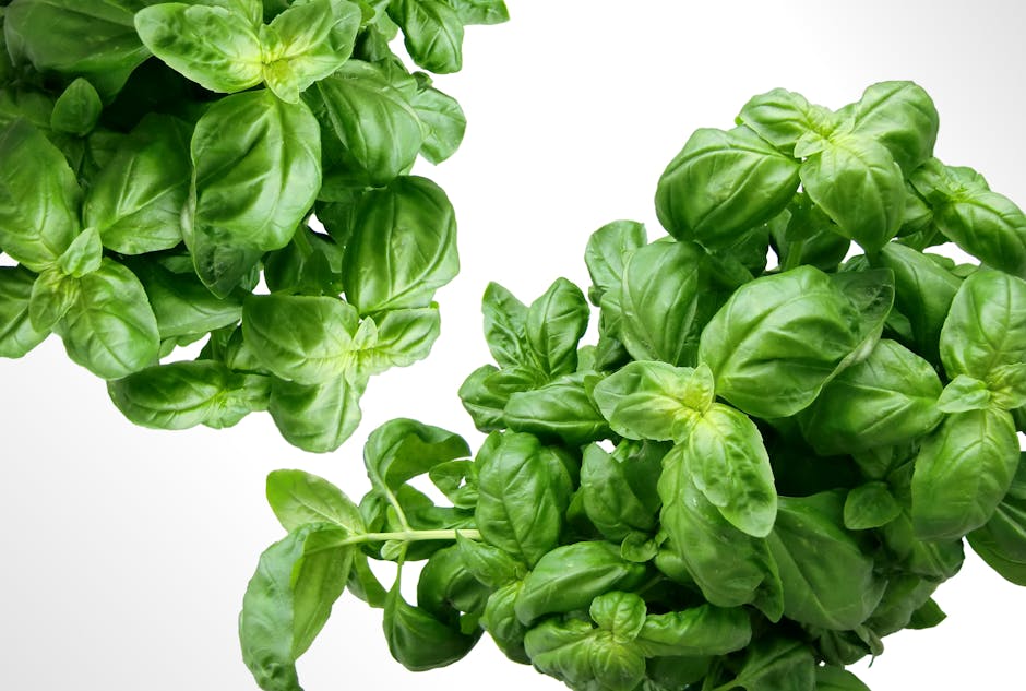 Substitute for Fresh Basil